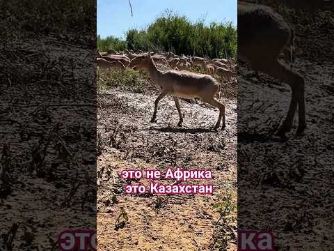 Миллионы древних антилоп топчут степи Казахстана