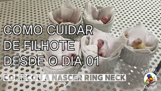Como Cuidar de Filhote Desde o Nascimento - Part 01