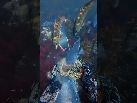 Partnership between sea divers and fish #shorts