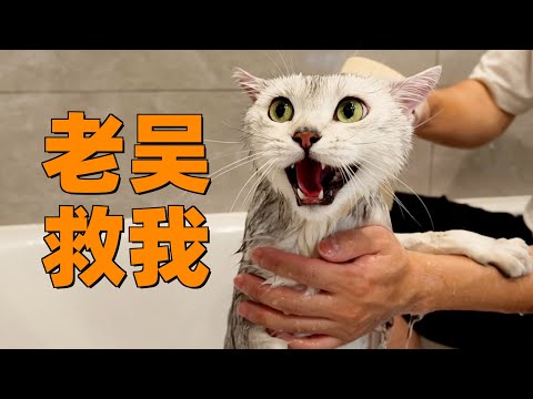 一天什么事都不干只陪猫，猫：老吴救我！