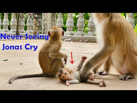 Never Cried...The Busy & Cute Baby Jonas Monkey Not Always Be Weak Or Scream Like Other Babies
