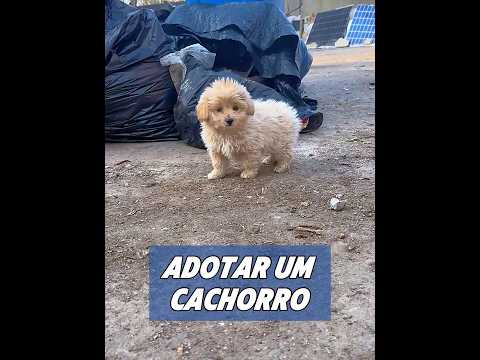 Adote um cachorrinho que foi abandonado pela mãe. #animal #animals