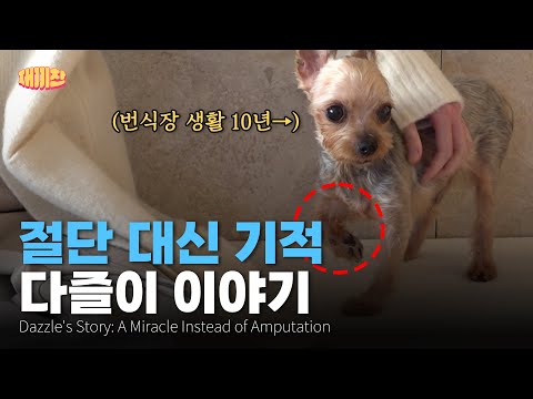 다리 절단 직전! 기적적으로 4발로 다시 뛴 강아지 다즐이의 감동 실화 The story of a puppy miraculously running back on four feet