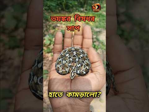 ভয়ঙ্কর বিষধর সাপ হাতে তুললাম কিভাবে | Snake video #reptopedia #snake #viralshorts #shorts
