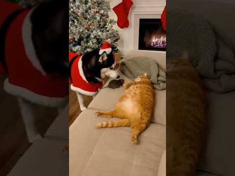 Santa Husky’s Evil Gift 🎁🐭The Moment the Cat Screamed 😱🐱Cat vs Santa Husky 🐱⚡🐶