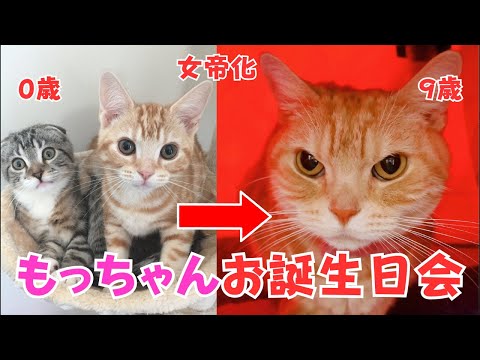 もっちゃんお誕生日記念🎂＆2025年所信表明ライブでごわす🐈💨 #猫