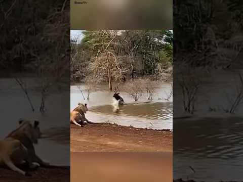 Akhir yang Tak Terduga! Lihat Bagaimana Antelop Bertahan Hidup!
