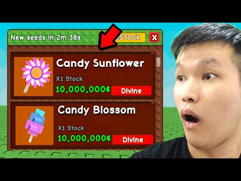 TANAMAN INI GABUNGAN CANDY BLOSSOM DAN SUNFLOWER DI GROW A GARDEN ROBLOX!?