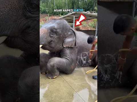 How an elephant takes a bath 😱