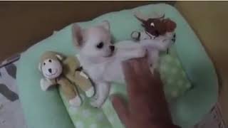 チワワ 子犬 可愛い