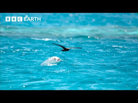 LIVE &#128308; Natural Athletes: Wildlife in Motion | BBC Earth