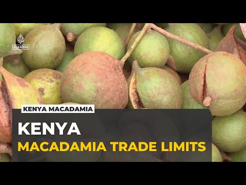 YouTube video thumbnail: Kenya Farmers Face Export Limits on Macadamia Trade