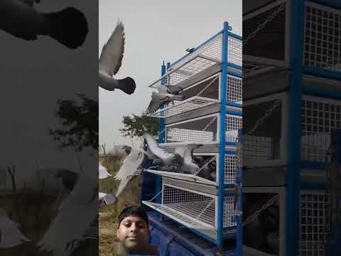 #pigeon #racingpigeonloft #birds #oneloftrace #farming #pigeonracing #birdlovers #racingpegion #vlog