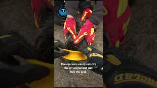 Seal's Head Stuck In Spool #shorts