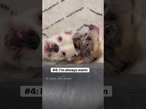 5 things I’m grateful for as a dog parent 🤓😂