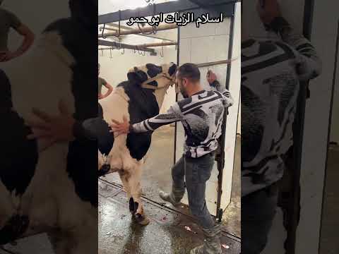 #اسلام_الزيات_ابو_حمو #اسكندريه