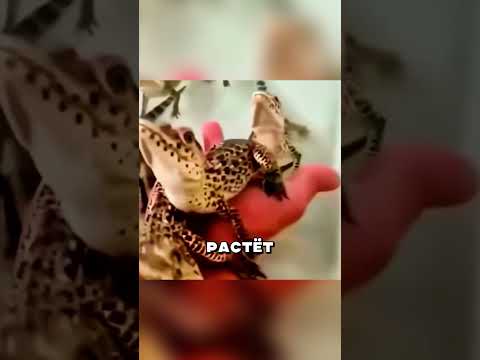 ДОМАШНИЙ КРОКОДИЛ 🐊🦖  #животные #звери #крокодил #питомец