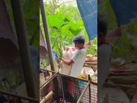 pwera usog! mabigat na! #pig #farming #pigfarming #animals #pigfeed