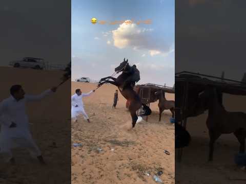 فحل عنيد 🔥
