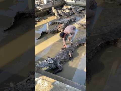 He's caring for a crocodile