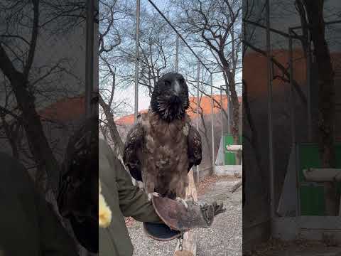 Гигантский бородач