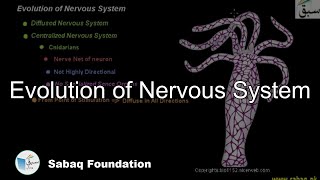 Evolution of Nervous System