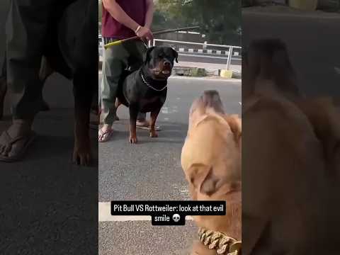 Btao Rottweiler kya soch raha hoga 🥷🥷 #amanandbully #pitbulldog #rottweiler