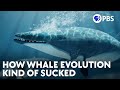 Evolution of Baleen Whales