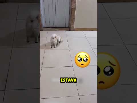 Ajudei esse cachorrinho perdido a encontrar sua casa! Mas, ele me surpreendeu... 🐶❤️