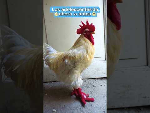 Los adolescentes de ahora y los de antes #gallos #gallinas #funnyvideos #pets #fypシ #funny