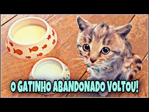O GATINHO ABANDONADO VOLTOU! PETER TOYS