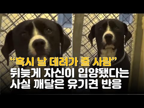 "혹시 날 데려가 줄 사람"…뒤늦게 자신이 입양됐다는 사실 깨달은 유기견 반응