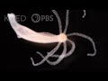 Hydra Biology and Regeneration Concepts