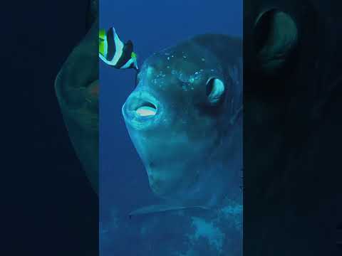 Ocean Sunfish 😱