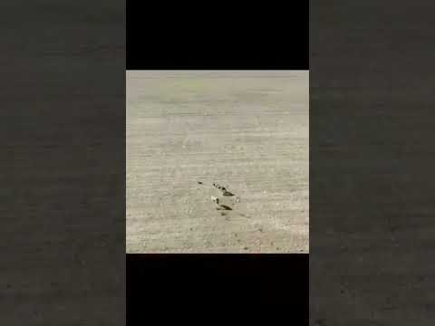 Noluyo ya !! Tavşan ve tazı köpeklerinin müthiş kovalamacası