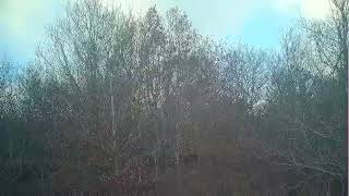 PHEASANT SHOOTING BOXING DAY PART 4