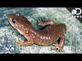 Animal Regeneration and Stem Cells