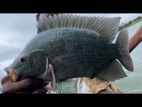 Fisherman catches lots of fish while standing in water! Unique skills | singal hook fishing