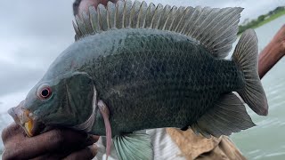 Fisherman catches lots of fish while standing in water! Unique skills | singal hook fishing