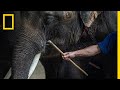 Wildlife Tourism and Its Impact