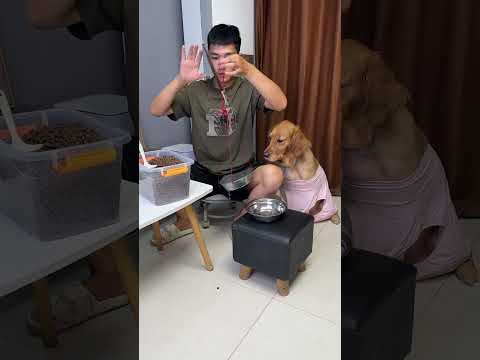 The dog witnessed the whole process of pretending???#Animal illustrations #dog#funnyvideo