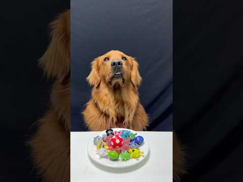 Smart Golden Eats Only Beef