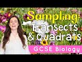 Exploring Sampling Techniques: Transects and Quadrats