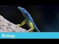 Classification of Living Organisms