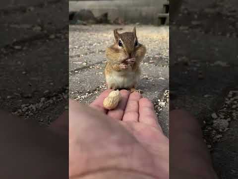 سنجاب | السنجاب الصغير | سنجاب ياكل فستق | سنجاب ياكل بندق | سنجاب لطيف | Squirrw
