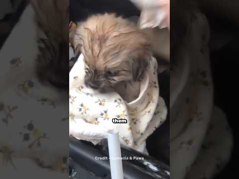 He Found Two puppies on the road in heavy rain 🌧️