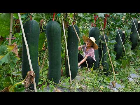 孫子高考回家，阿婆帶他摘500斤冬瓜，做冬瓜乾冬瓜糖，美味Grandma uses 500 kilograms of winter melon to make delicious food｜玉林阿婆