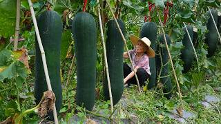 孫子高考回家，阿婆帶他摘500斤冬瓜，做冬瓜乾冬瓜糖，美味Grandma uses 500 kilograms of winter melon to make delicious food｜玉林阿婆