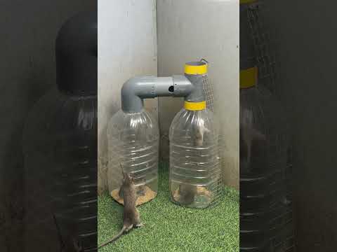 Best home mouse trap/good trap plastic bottle #rat #mousetrap #rattrap