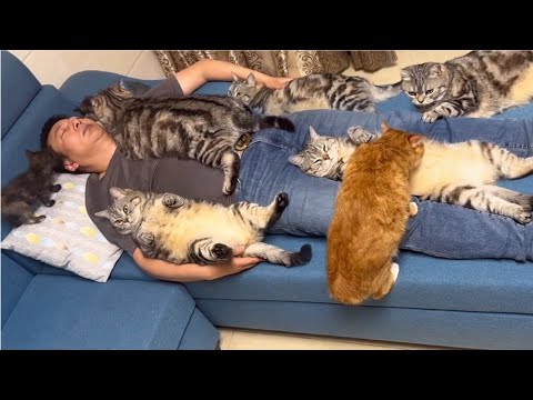 25 minutes of adorable 🥰cats and kittens videos to keep you smiling 😍😅